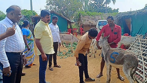 donkey
