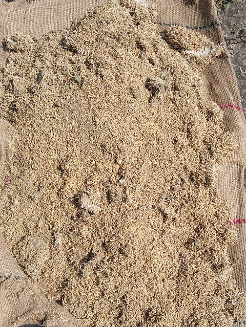 district koppal karatagi paddy rain affect