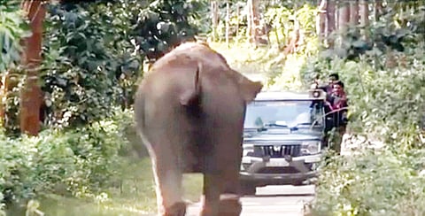 ಬೇಲೂರು ತಾಲೂಕಿನ ಬಿಕ್ಕೋಡು ಸಮೀಪದ ಮುವ್ವಾಲ ಗ್ರಾಮದಲ್ಲಿ ಕಾಡಾನೆ ಚಲನವಲನ ಗಮನಿಸುತಿದ್ದ ಇಟಿಎಫ್ ಸಿಬ್ಬಂದಿಯ ಜೀಪನ್ನೆ ಕಾಡಾನೆ ಅಟ್ಟಾಡಿಸುತ್ತಿರುವ ಕಾಡಾನೆ