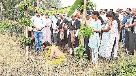 ಕದಿರು ತೆಗೆಯುತ್ತಿರುವುದು.