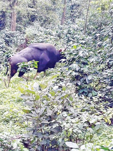 ಕಾಡು ಪ್ರಾಣಿಗಳ ಕಾಟಕ್ಕೆ ಕಂಗಾಲಾದ ಕೃಷಿಕ