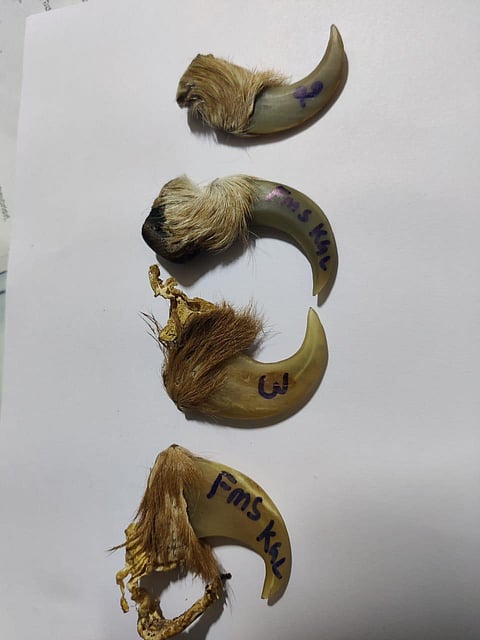 ಹುಲಿ ಉಗುರು ಸಾಗಿಸುತ್ತಿದ್ದವರ ಬಂಧನ