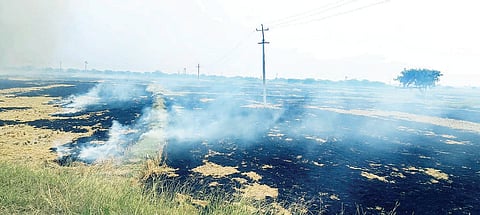 Paddy Harvesting