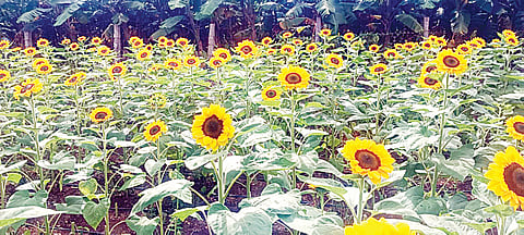 ಟ್ಯೂಬ್ ರೋಸ್ ಬೆಳೆದು ಉತ್ತಮ ಆದಾಯ
