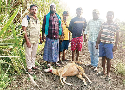 ಚಿರತೆ ದಾಳಿಗೆ ಮೇಕೆ ಬಲಿ