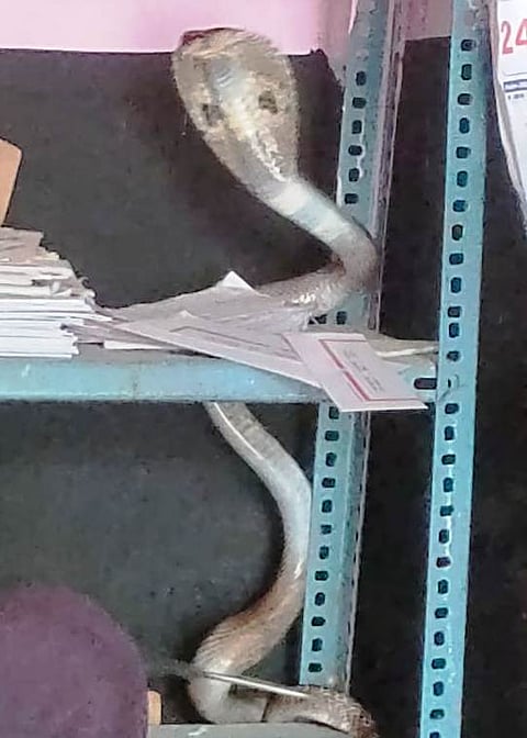 ಕೊಠಡಿಯಲ್ಲಿ ಕಾಣಿಸಿಕೊಂಡ ನಾಗರ ಹಾವು