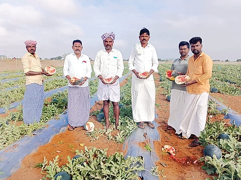 Watermelon crop