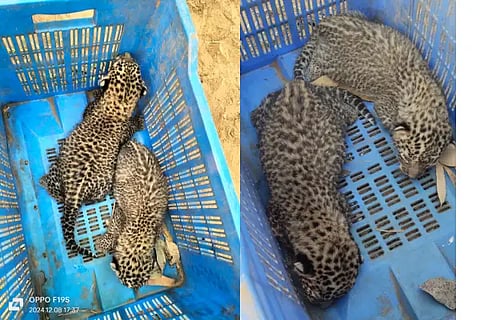 Cheeta in haveri