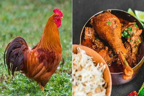 Chicken