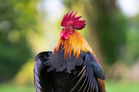 Cock