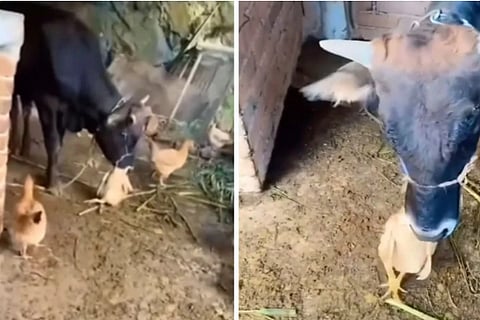 Cow Ate Hen Alive
