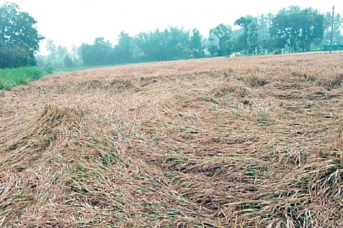 Crop