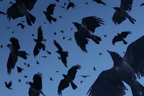 Crows