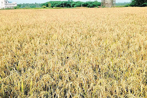 HONNALLI BATTA