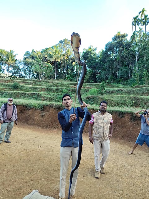 King Cobra
