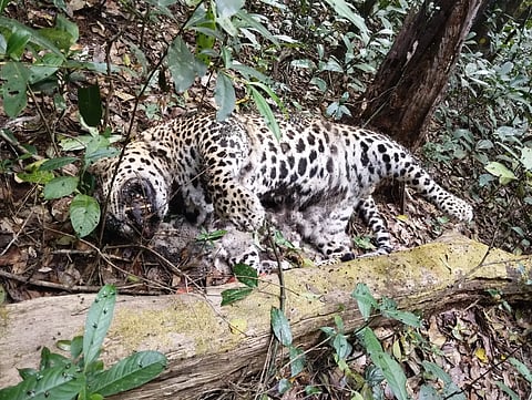 Leopard