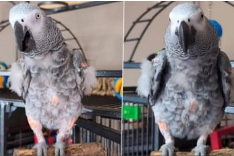 Parrot Speaks English