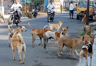 Street dogs wandering