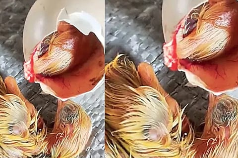 Two Chicks in one Hen Egg