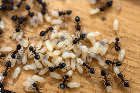 ants