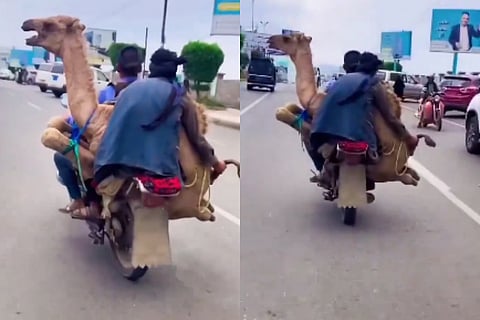 camel