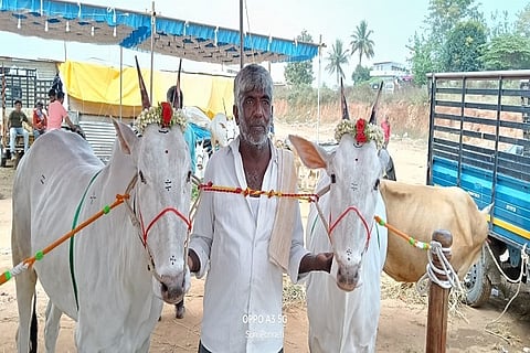 cattle fair