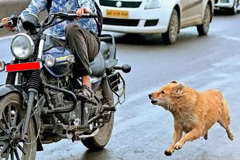 Dogs Chasing