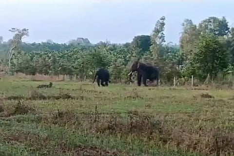 elephant (2)