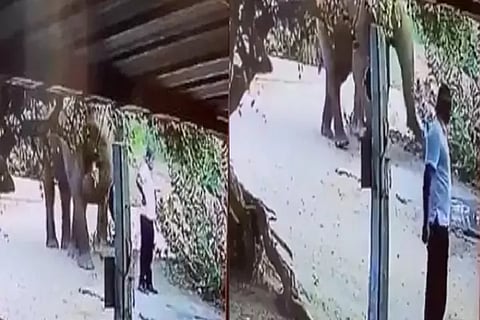 Elephant