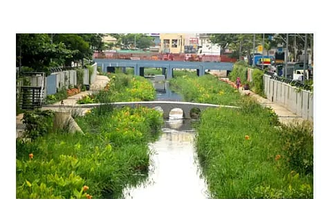 garden