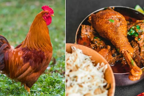 hen