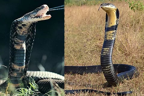 King Cobra