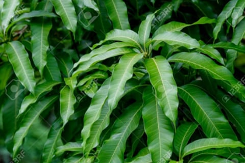 mangoleaf