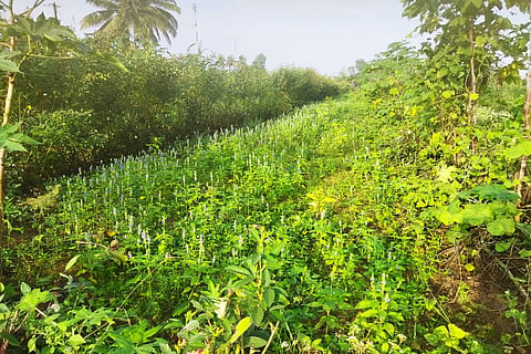 megilayogi
