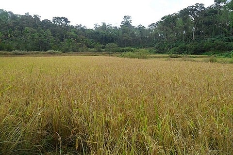 paddy