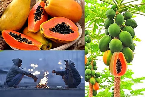 Papaya in Winter