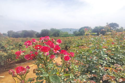 rose