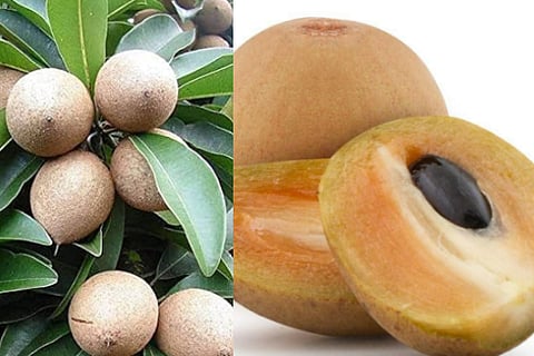 sapota