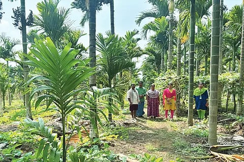 skp farmer