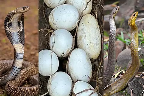 Snake Eggs