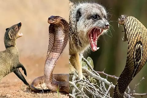 Snake vs Mongoose