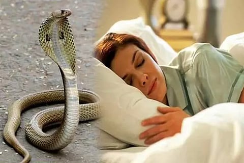 Snakes in a Dream