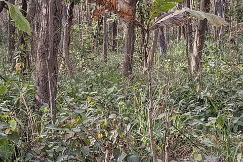 Spot the Tiger