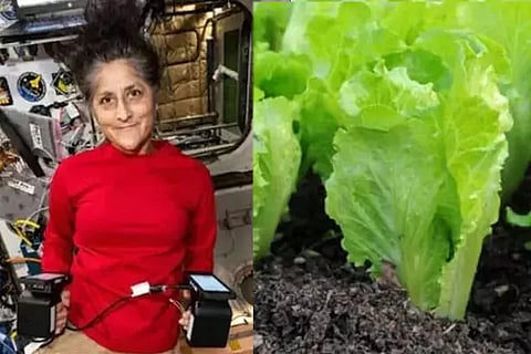 Sunita Williams