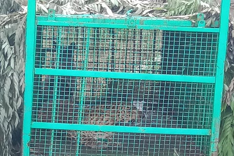 tigerr