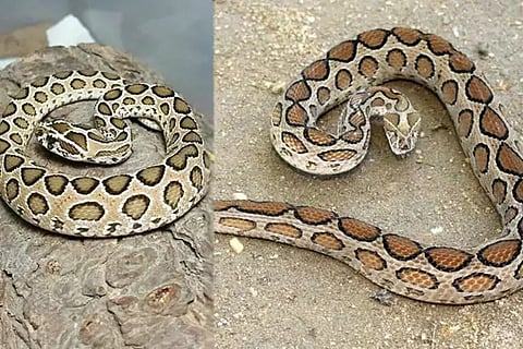Vipers