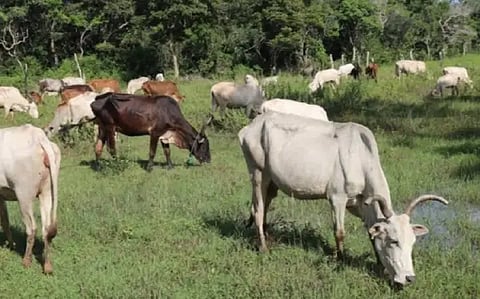 1 MDG 1P2 COW