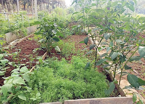ಸಮಗ್ರ ಕೃಷಿಯಿಂದ ಅಧಿಕ ಆದಾಯ