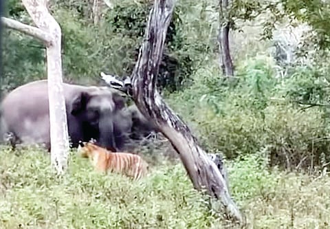 ಮೇಯುತ್ತಿದ್ದ ಆನೆಯ ಮೇಲೆ ಹುಲಿ ದಾಳಿ