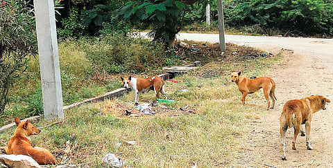 2ನೇ ವಾರ್ಡಿನಲ್ಲಿ ಕೋತಿ, ನಾಯಿಗಳ ಹಾವಳಿ